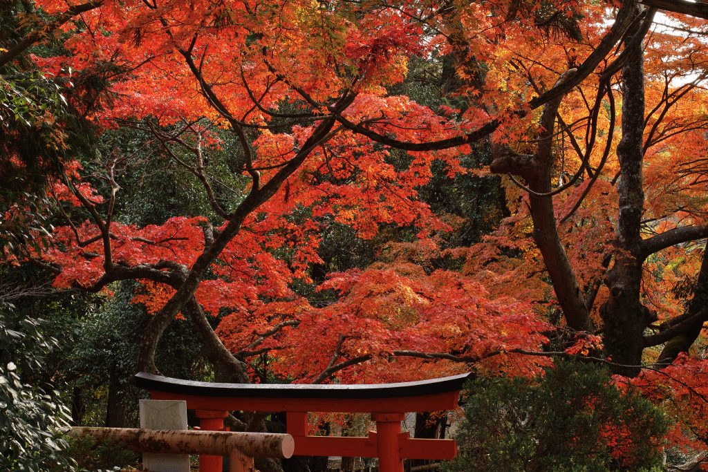 TEFL countries for the autumn